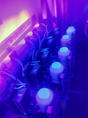 luz UV 365nm 385nm 395nm 405nm LED de la púrpura ULTRAVIOLETA del módulo de 1300W para el curado ULTRAVIOLETA